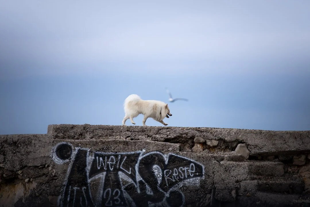 A white fluffy dog walking on a cracked concrete surface with graffiti, with a bird flying in the background against a cloudy sky in Kostrena, Rijeka, Croatia.