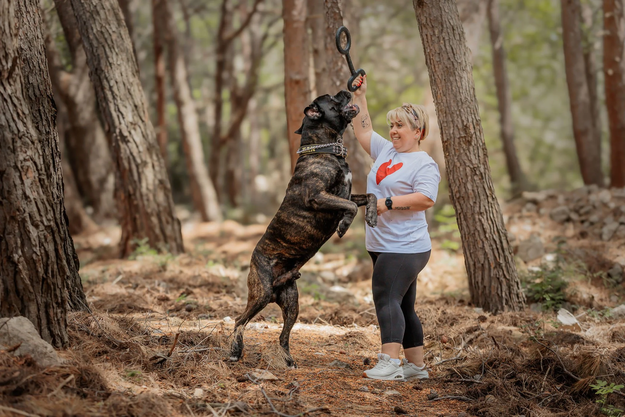 A woman and a large brindle cane corso playing in a wooded area. The dog is jumping up, grabbing a circular toy from the woman's hand. The woman is smiling, wearing a white t-shirt, black leggings, and white sneakers.