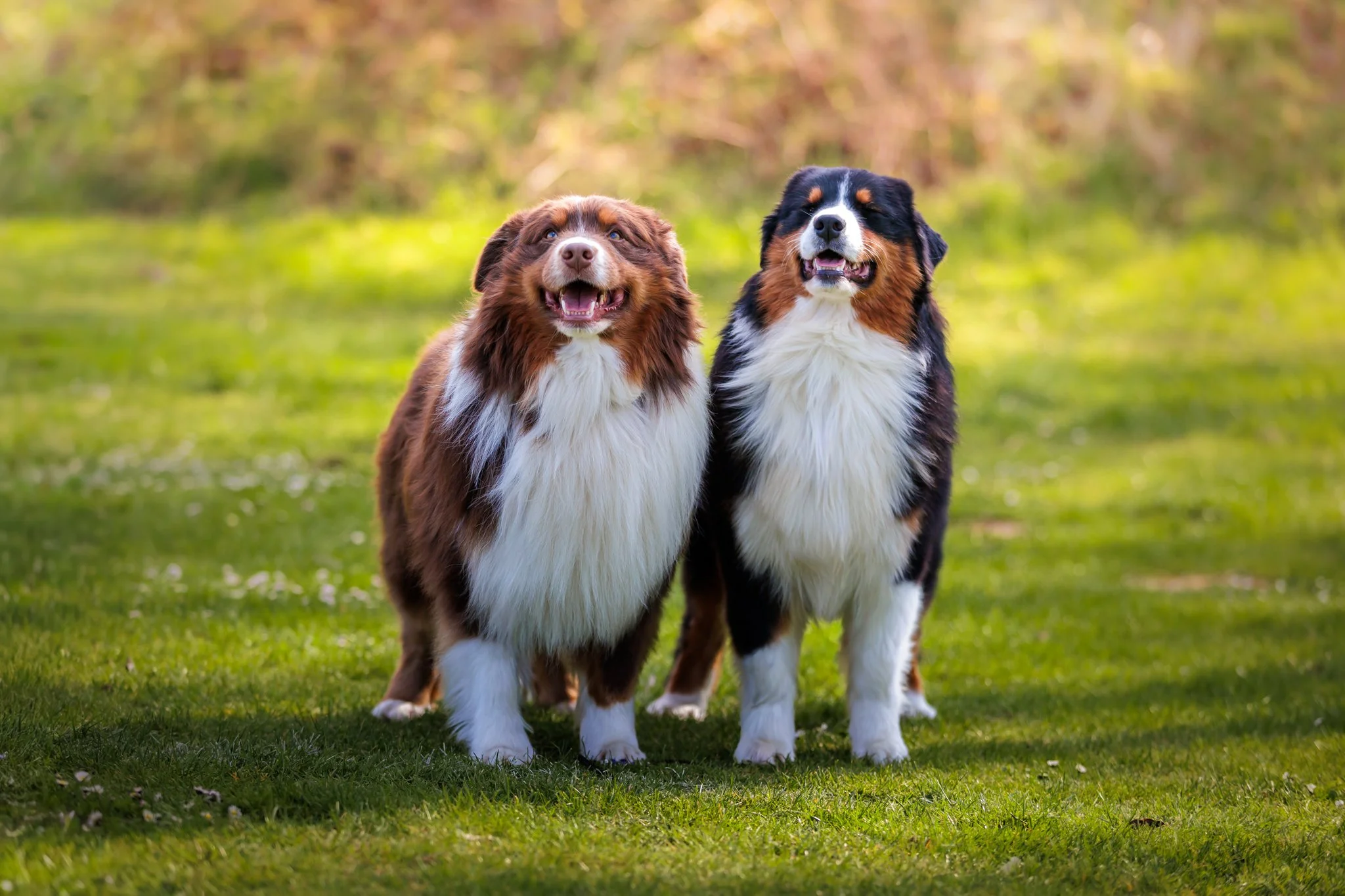 Two Australian Shepherd dogs standing on grass outdoors with blurred trees in the background.