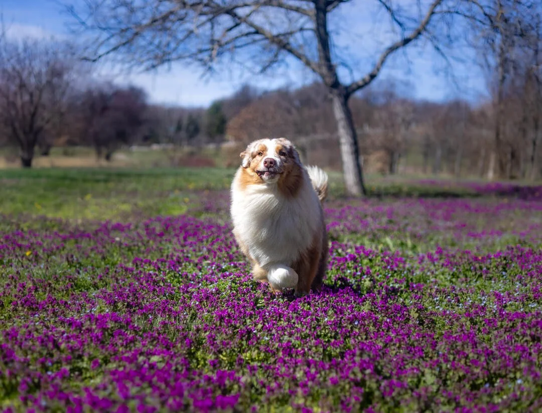 A dog running through a field of purple flowers with trees and a blue sky in the background.