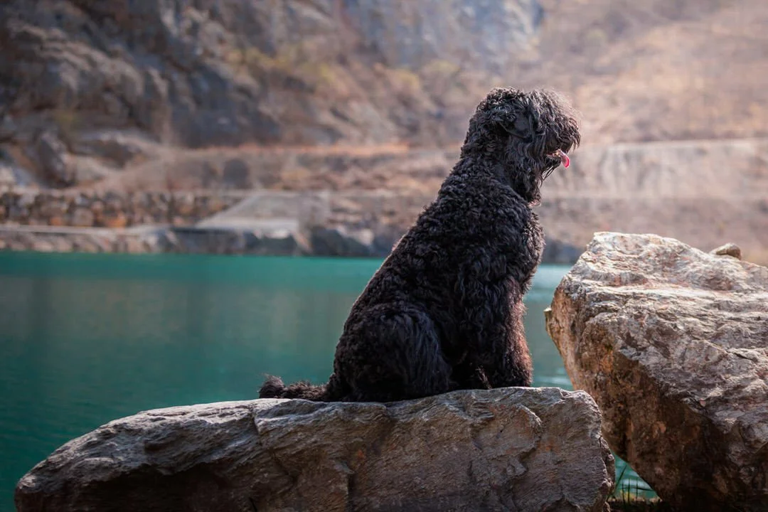 A black Russian Terrier with curly hair sitting on a large rock near a body of water with rocky hills in the background at Lake Hercegovac, Orahovica, Croatia.