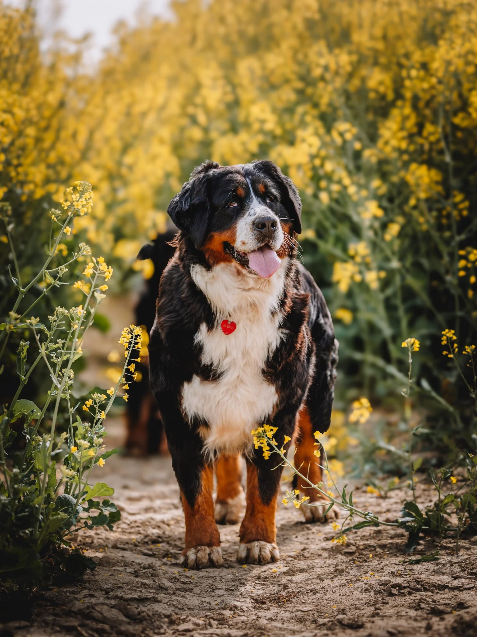 A Bernese mountain dog standing on a dirt path surrounded by yellow wildflowers with a blurred background of more yellow flowers and greenery.