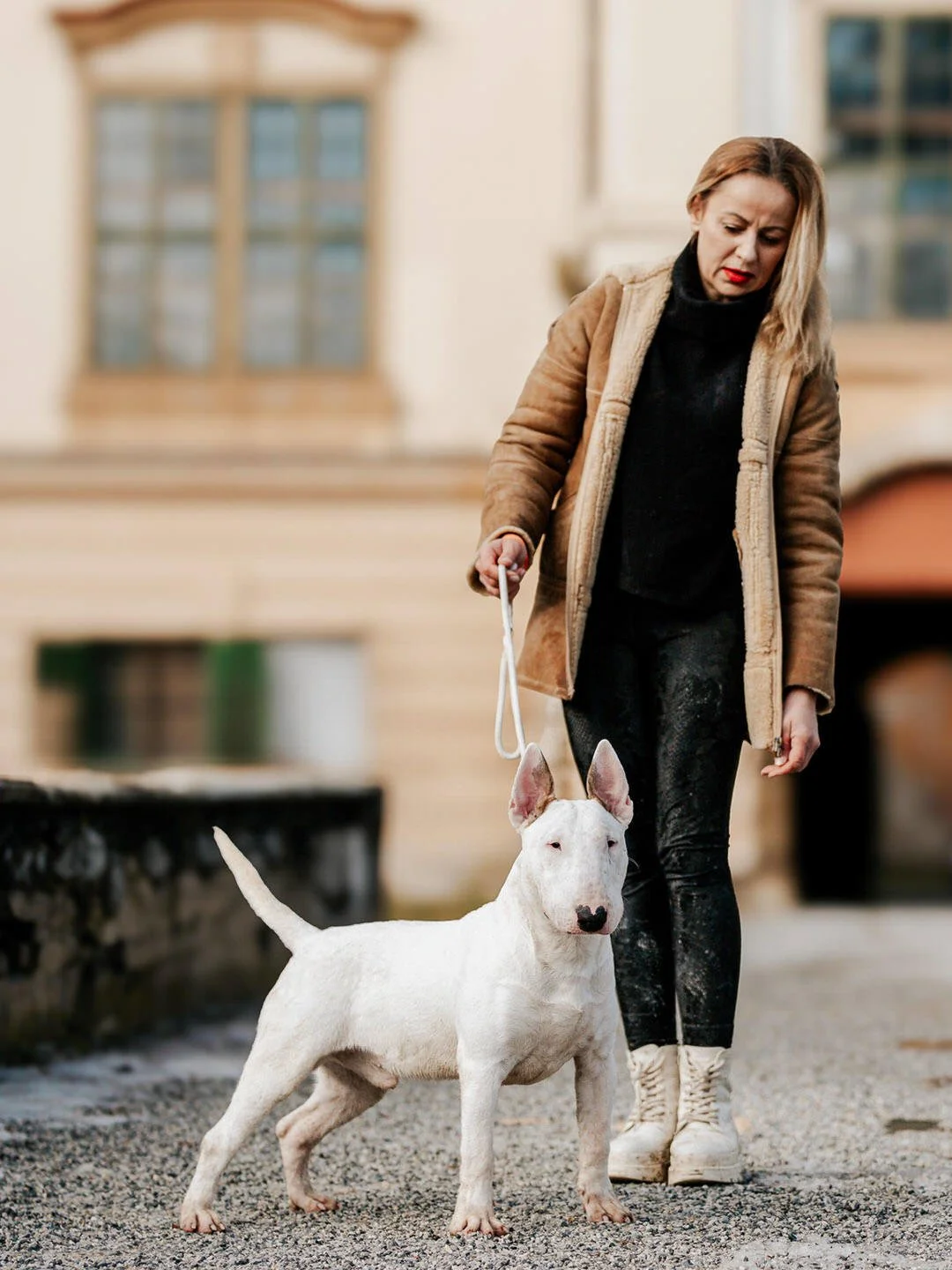 A woman walking a white Bull Terrier dog on a leash in an outdoor urban setting with the Prandau–Normann Castle in Valpovo, Croatia in the background 