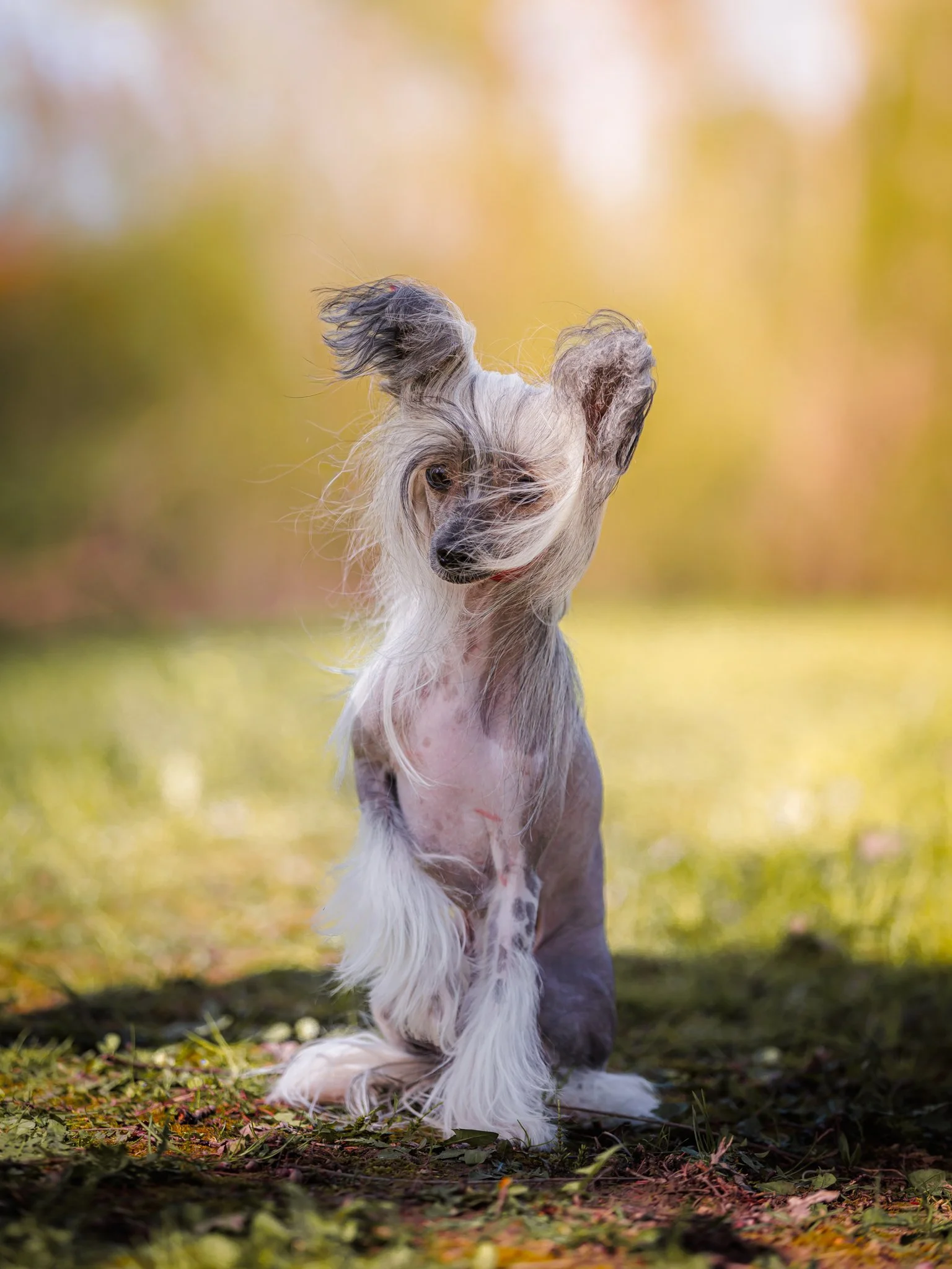 A small Chinese Crested Dog dog with long, flowing gray and white fur, sitting on grass surrounded by a blurred background of warm autumn colors.