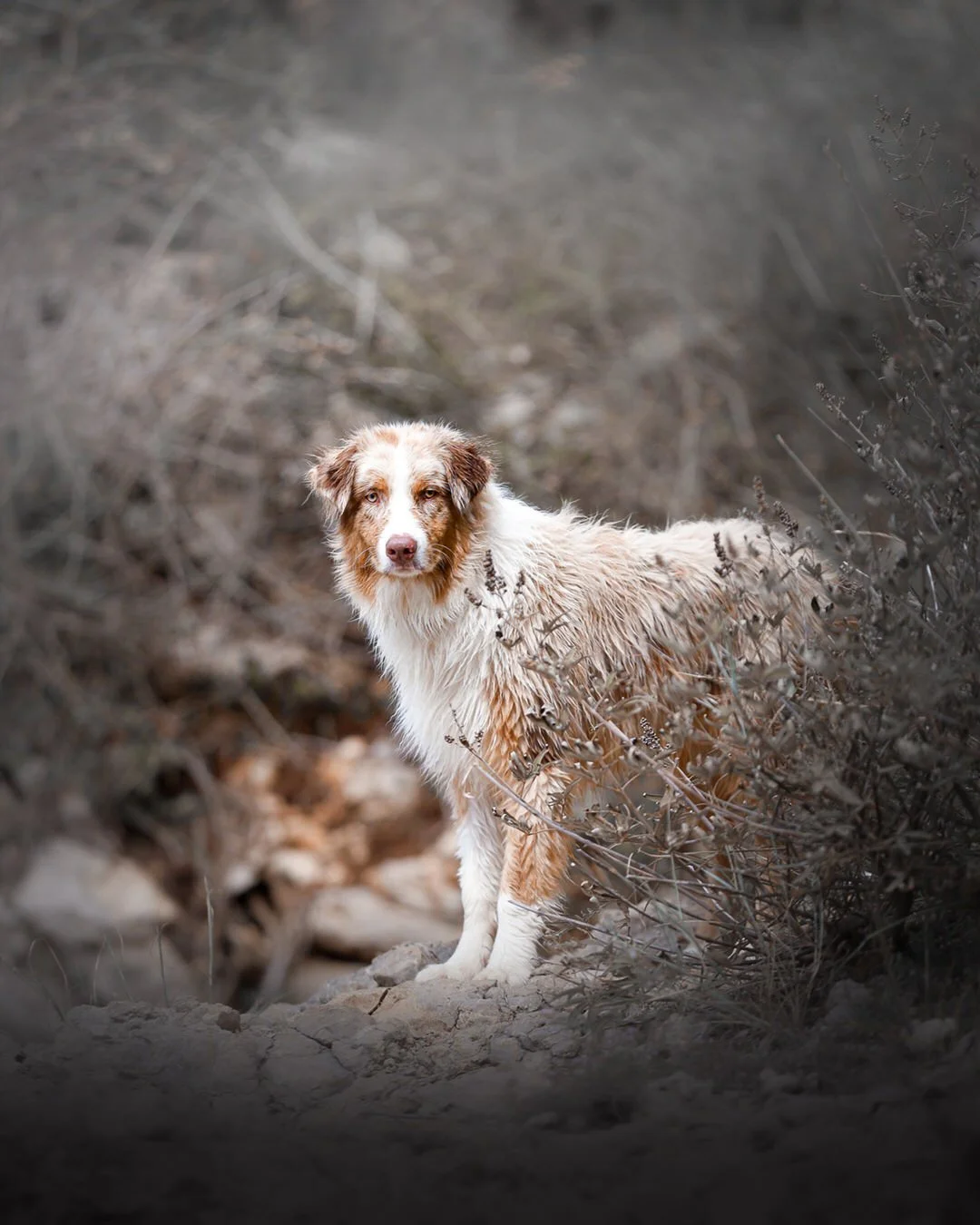 An Australian Shepherd dog standing outdoors on a rocky path surrounded by dry plants.