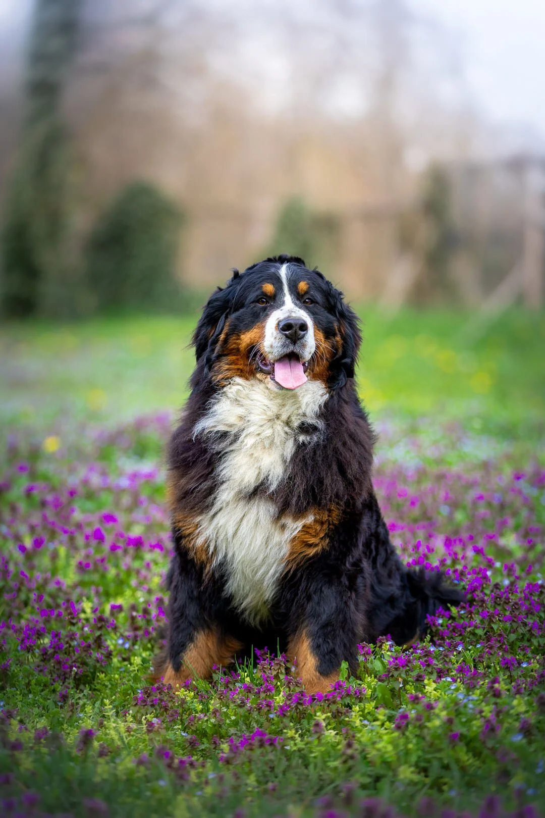 A Bernese Mountain Dog sitting in a field of purple flowers outdoors with a blurred background.