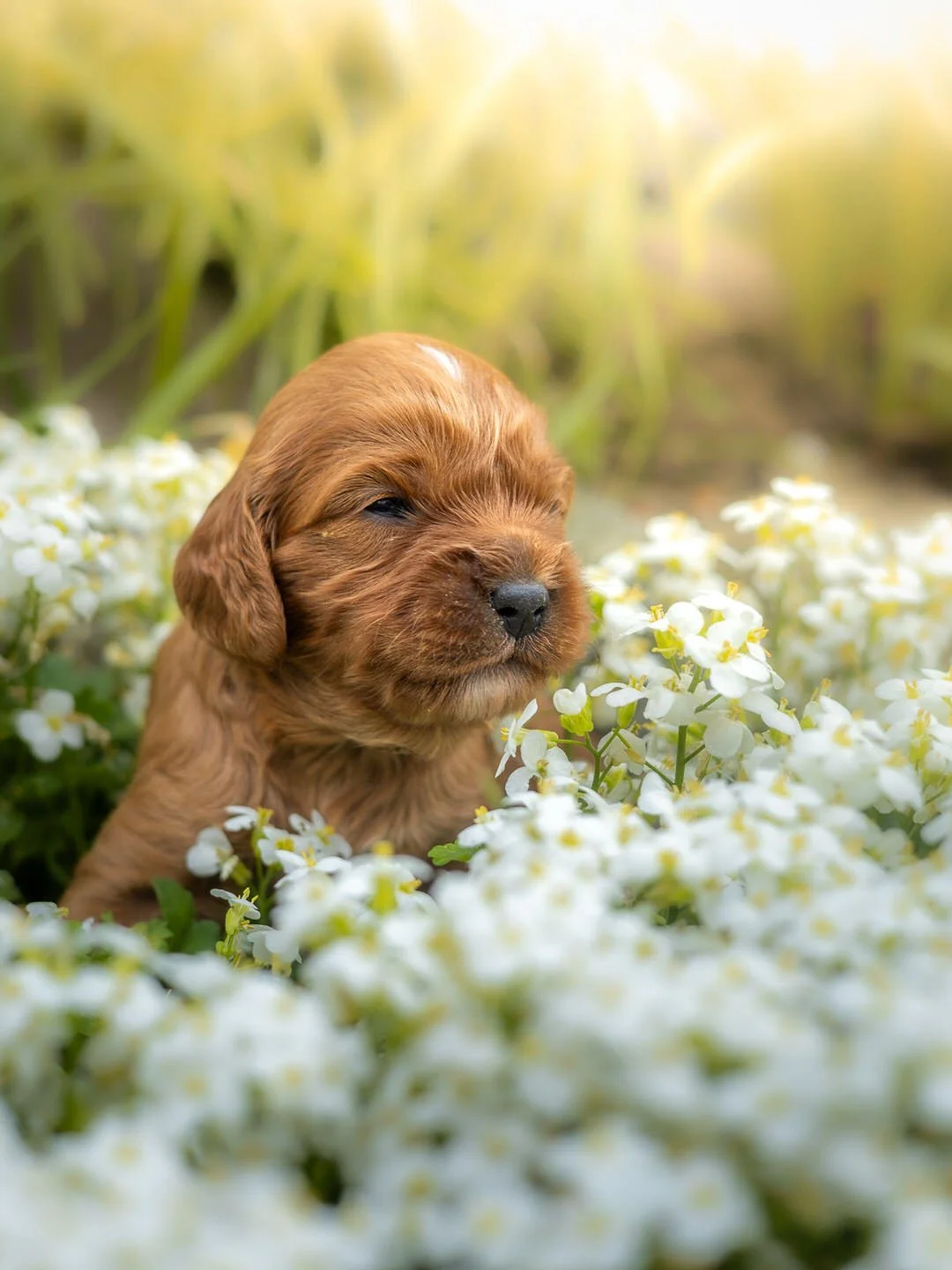 A small brown puppy with closed eyes sitting amidst white flowers with green leaves in a natural outdoor setting.
