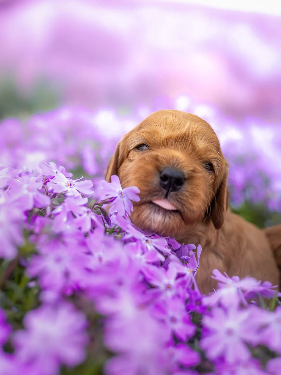 A cute brown puppy with its tongue sticking out, nestled among purple flowers with a blurred background.