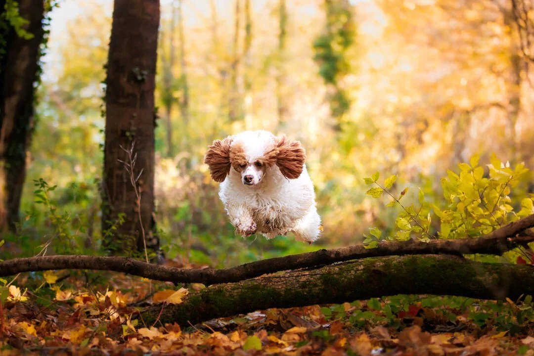 A dog, a white and brown parti poodle, jumping over a fallen branch in a colorful forest with autumn leaves.