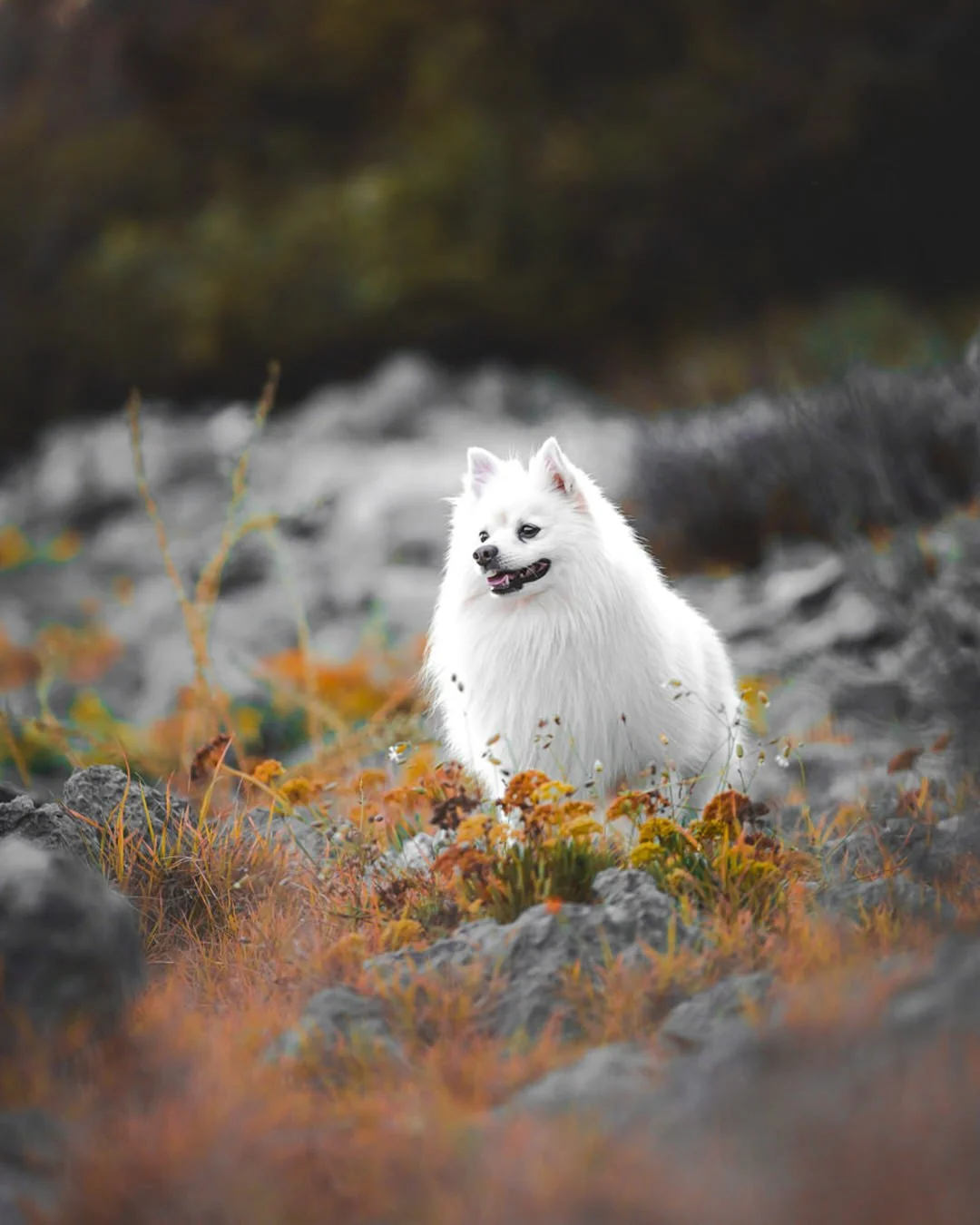 A white fluffy dog, a White German Spitz, sitting outdoors on colorful autumn ground with orange and yellow foliage, and a blurry natural background in Prniba, Krk Island, Croatia.