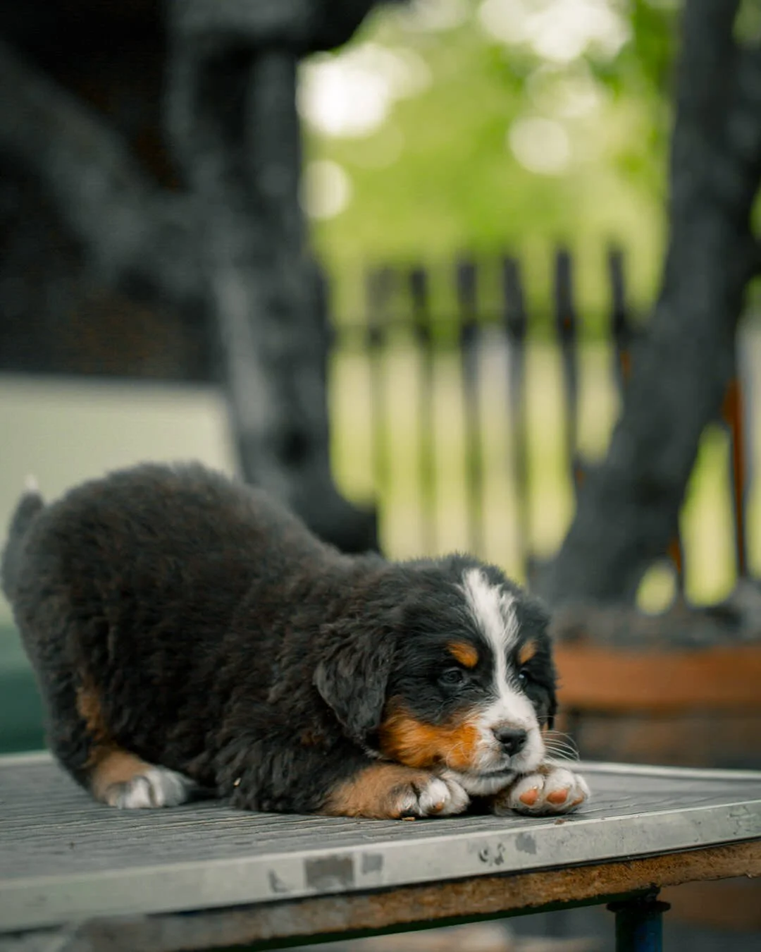 A puppy resting with head on paws on a wooden surface, outdoor setting with green trees in background.