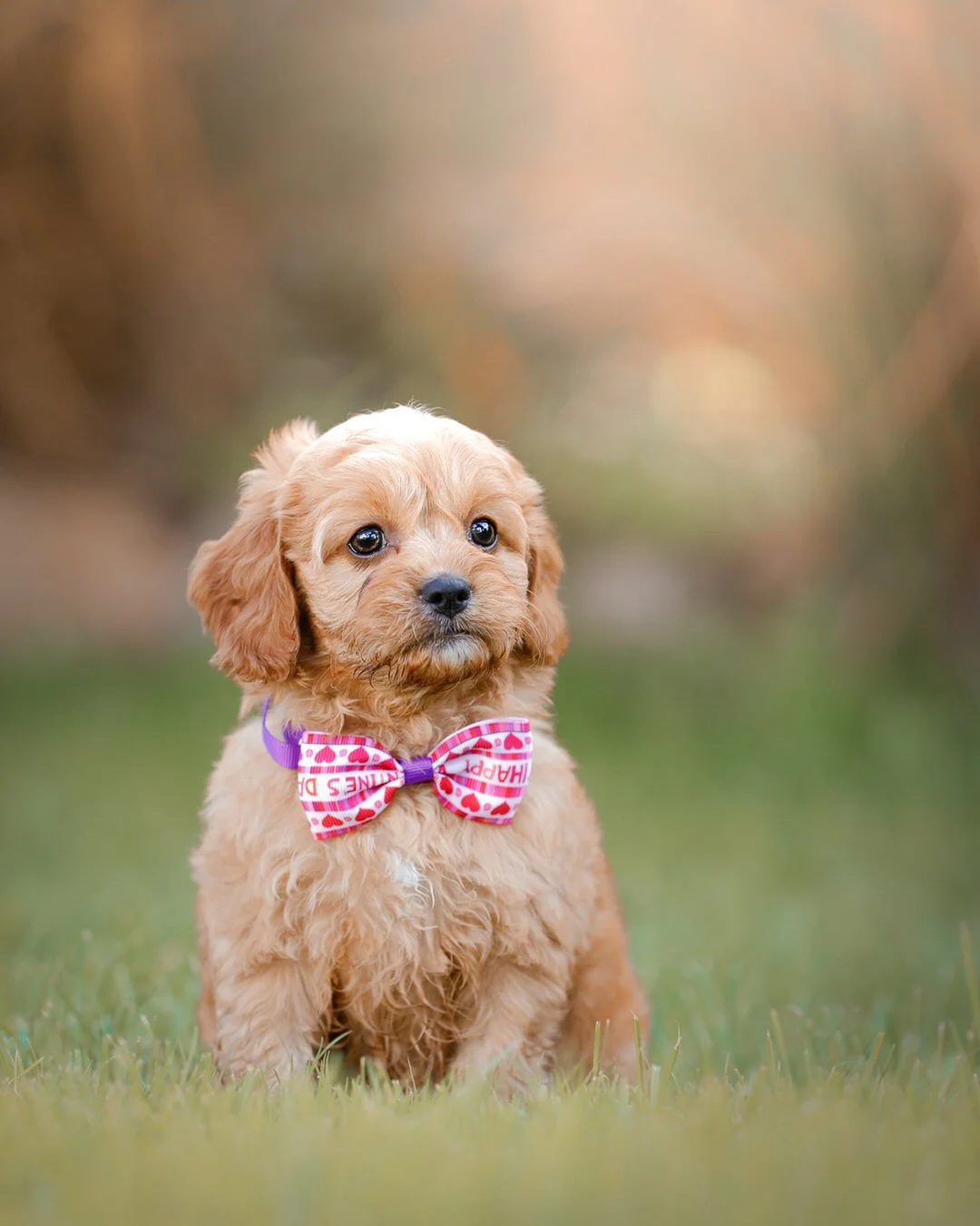 Cute Cavapoo puppy sitting on grass with a pink and white bow tie, outdoors, softly blurred background.