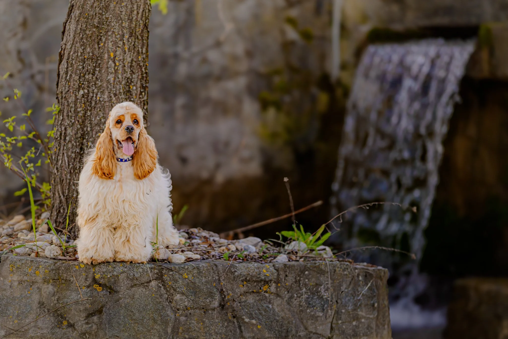 An American Cocker Spaniel dog sitting near a tree on a rocky shore with a waterfall in the background.