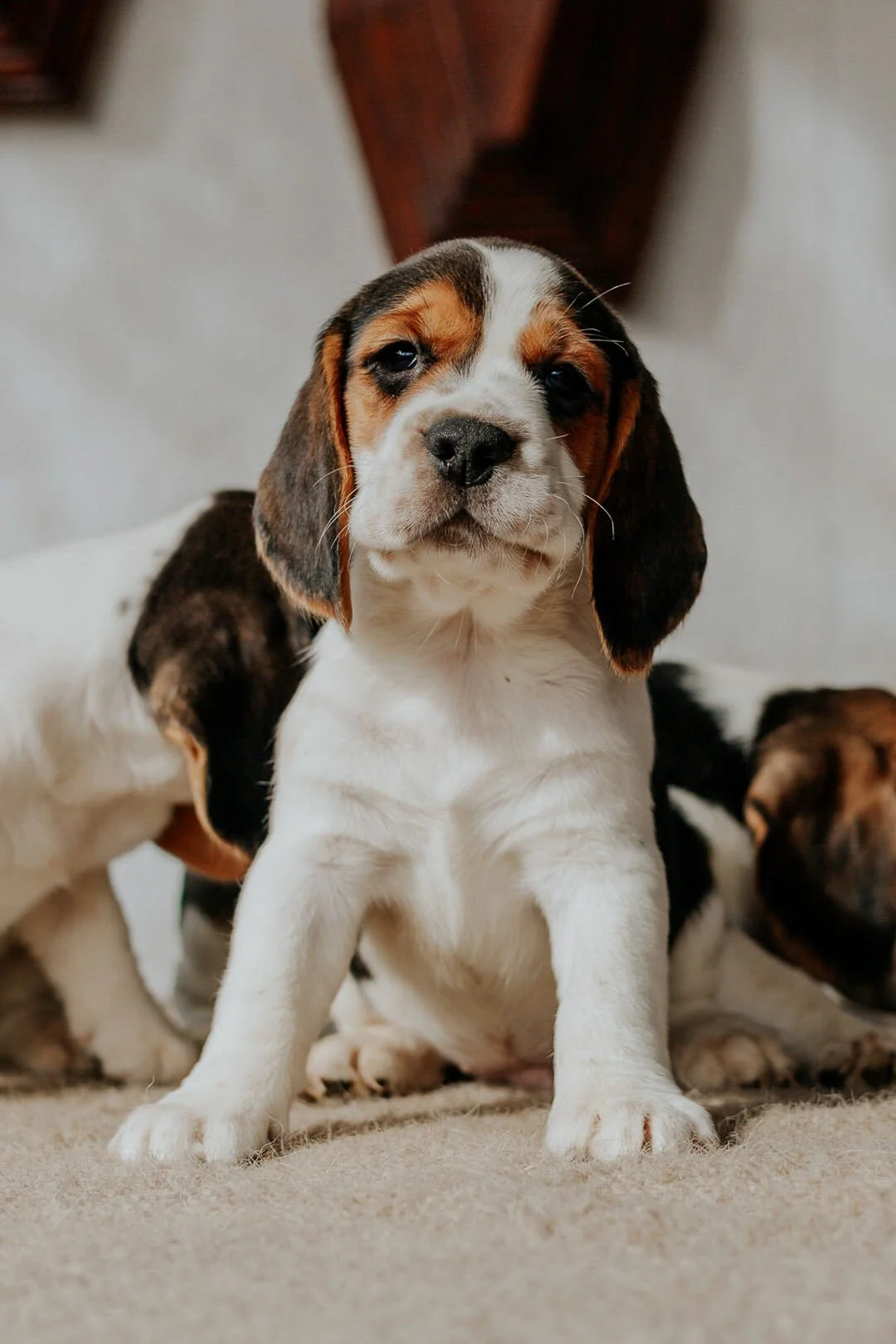 Close-up of a cute beagle puppy with a black, white, and tan coat, sitting on a beige carpet with other puppies in the background.