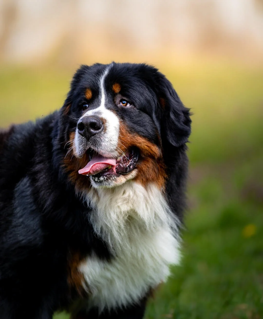 Close-up of a Bernese Mountain Dog outdoors, with a blurred natural background.