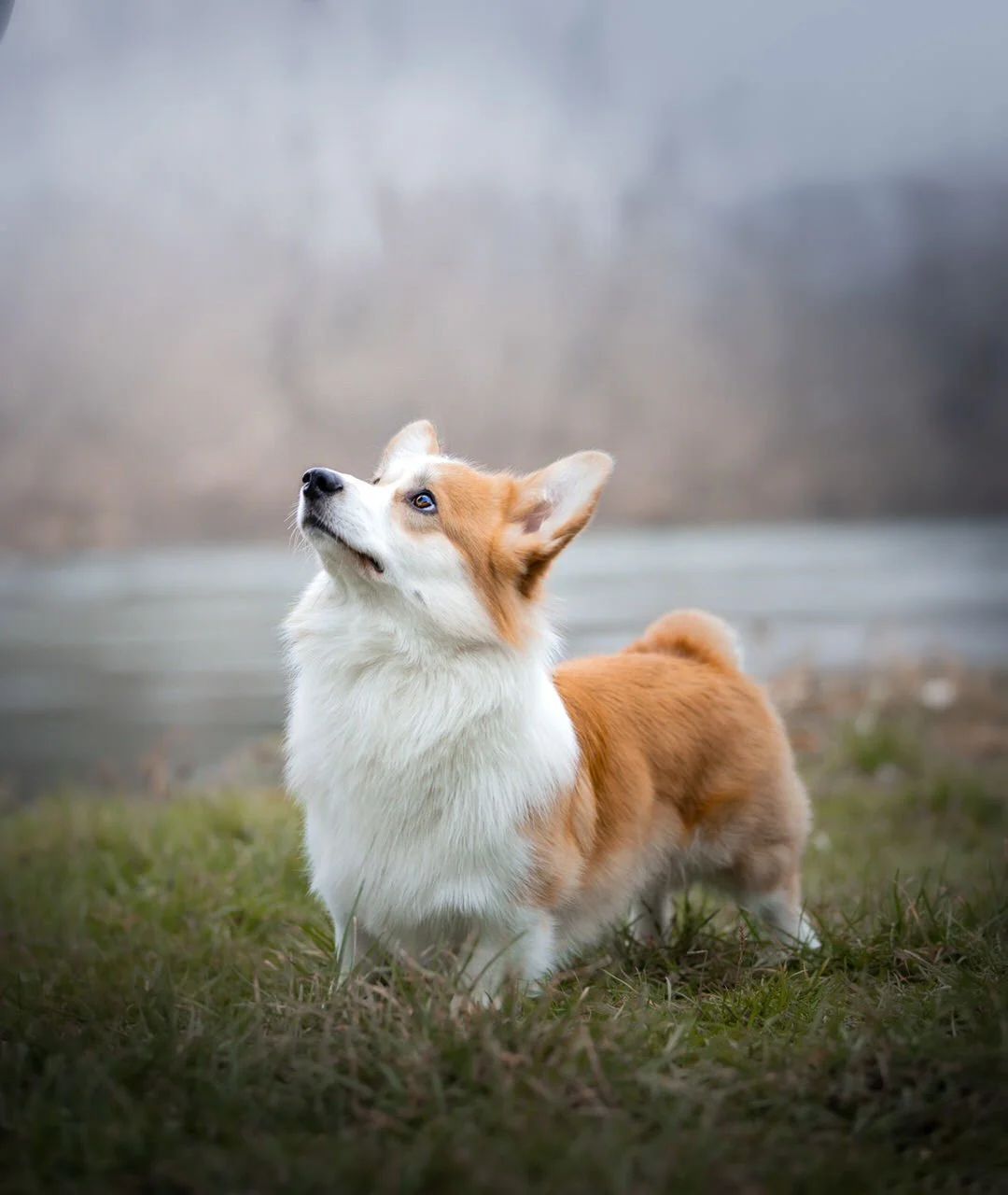 A cute corgi dog with a white and tan coat standing on grass, looking up attentively against a blurred outdoor background.