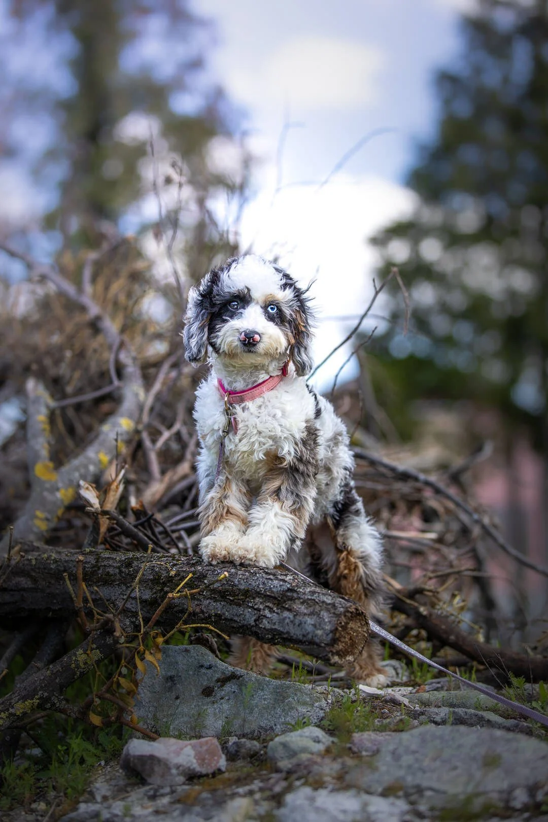 A small, fluffy dog with a black and white coat, blue eyes, and a pink collar standing on a fallen log outdoors during daytime, surrounded by branches and rocks.