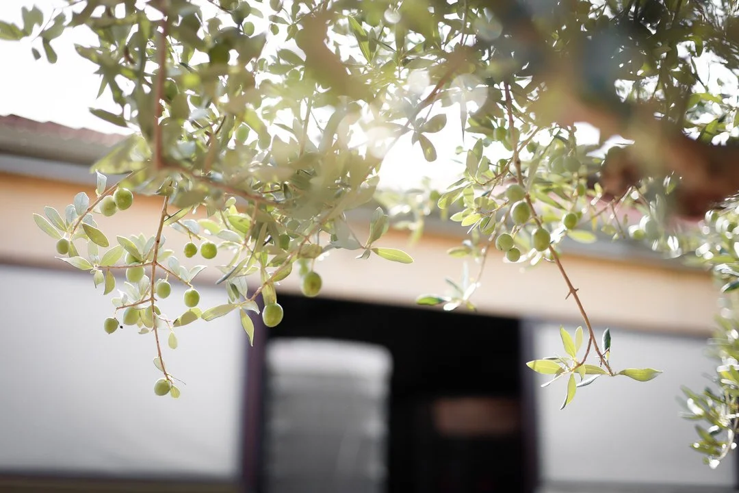 Close-up of a flowering plant with small green berries and leaves, backlit by sunlight, with a blurry building in the background at Ulika grill resturant in Vrbnik, Krk Island, Croatia