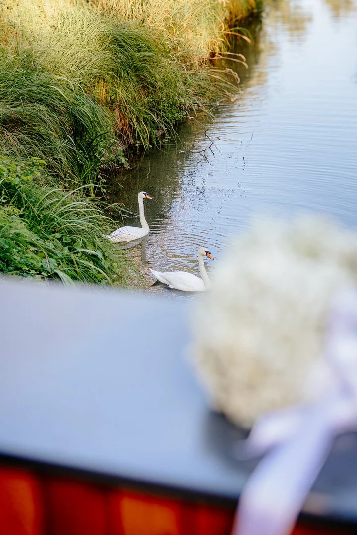 Two swans swimming near the grassy bank of a calm river or pond with tall grasses and plants along the shoreline.