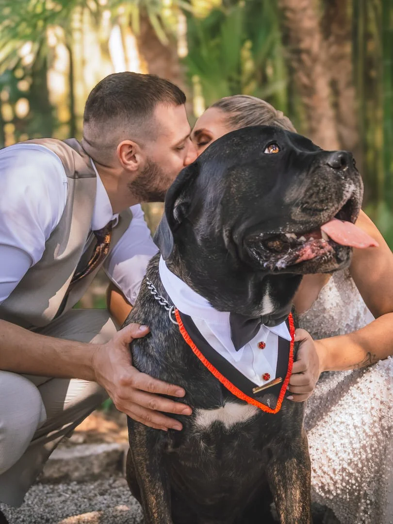 A couple dressed in wedding attire sharing a kiss next to a large black dog wearing a tuxedo with a bow tie in a wooded outdoor setting