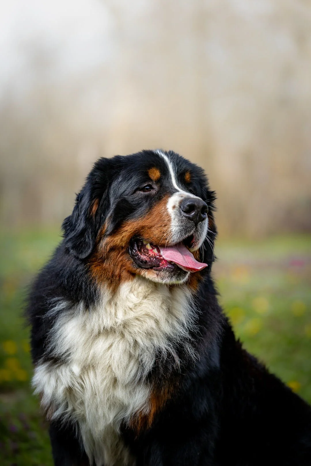 A Bernese Mountain Dog outdoors with its tongue out, black coat with white and tan markings, and a blurred natural background.