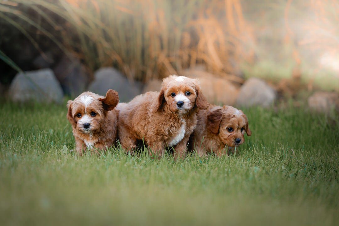 Three small brown puppies with floppy ears standing on a grassy lawn, with a background of rocks and tall plants.