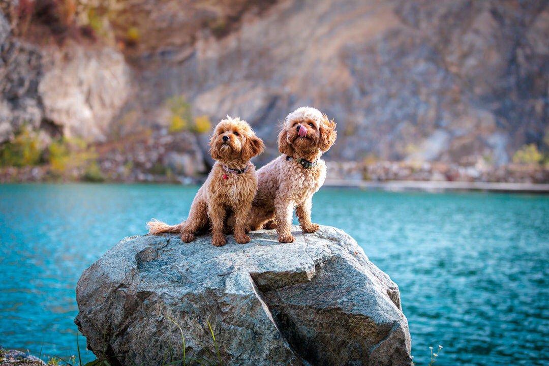 Two small dogs sitting on a large rock in front of a body of water with rocky cliffs in the background.