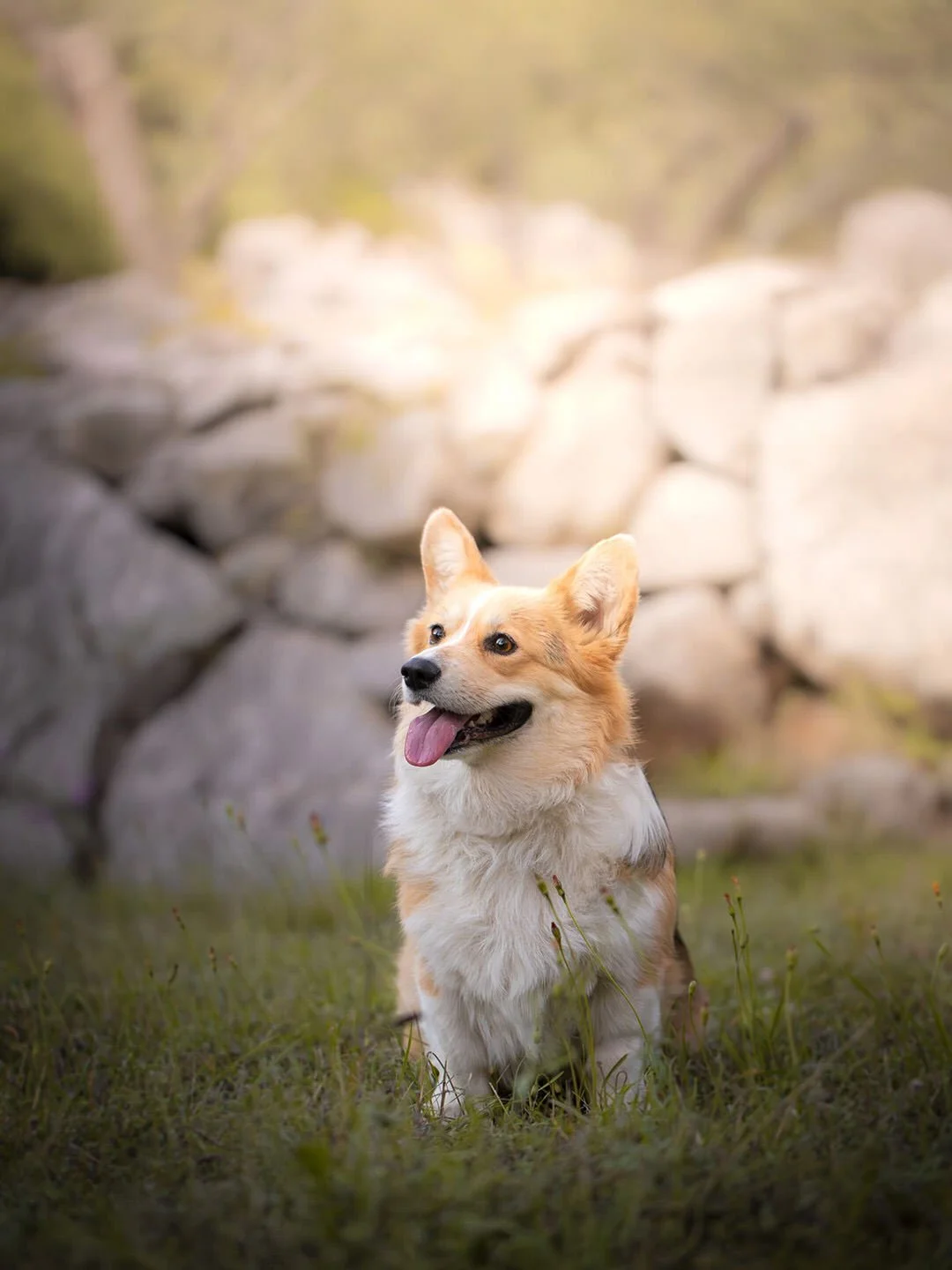 A happy, fluffy dog sitting on grass with a stone wall in the background.