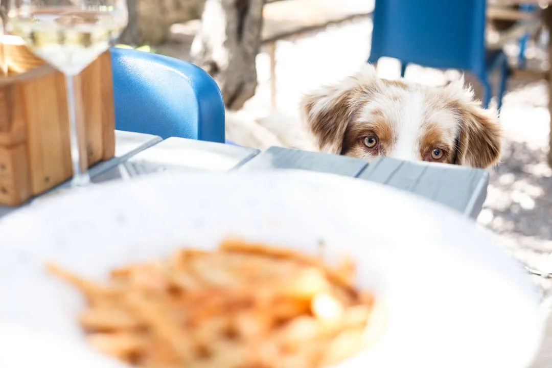 Dog peeking over a table with a plate of food, outdoors in sunlight.