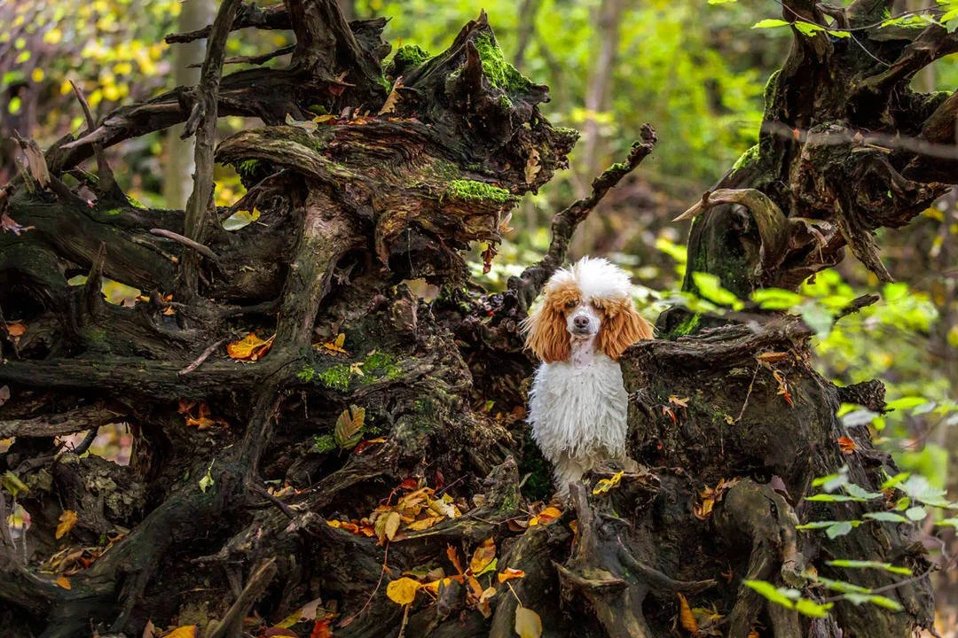 A white and brown parti poodle standing among tangled roots and fallen leaves in a forest.