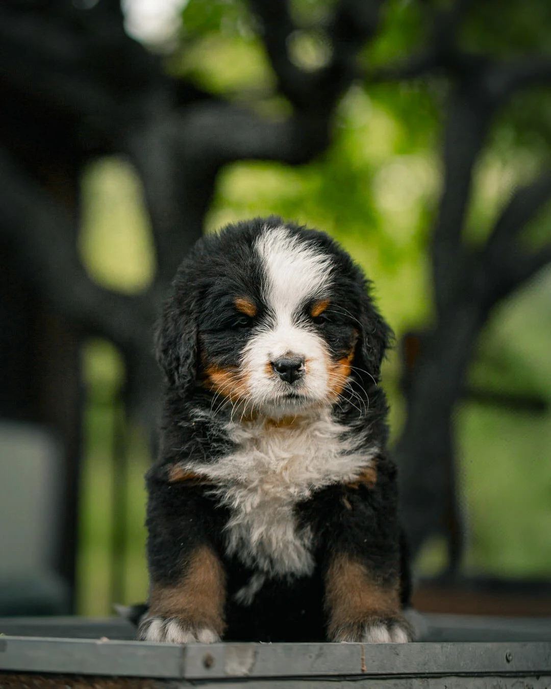 A cute Bernese mountain dog puppy sitting outdoors with blurred green foliage in the background.