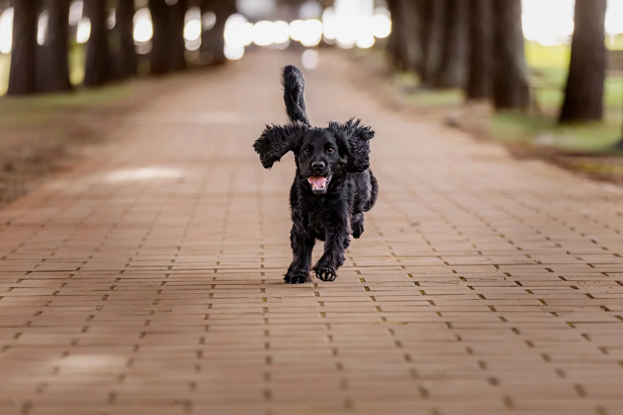 A black dog running on a wooden pathway in a forested area with trees on both sides in Umag, Istria, Croatia