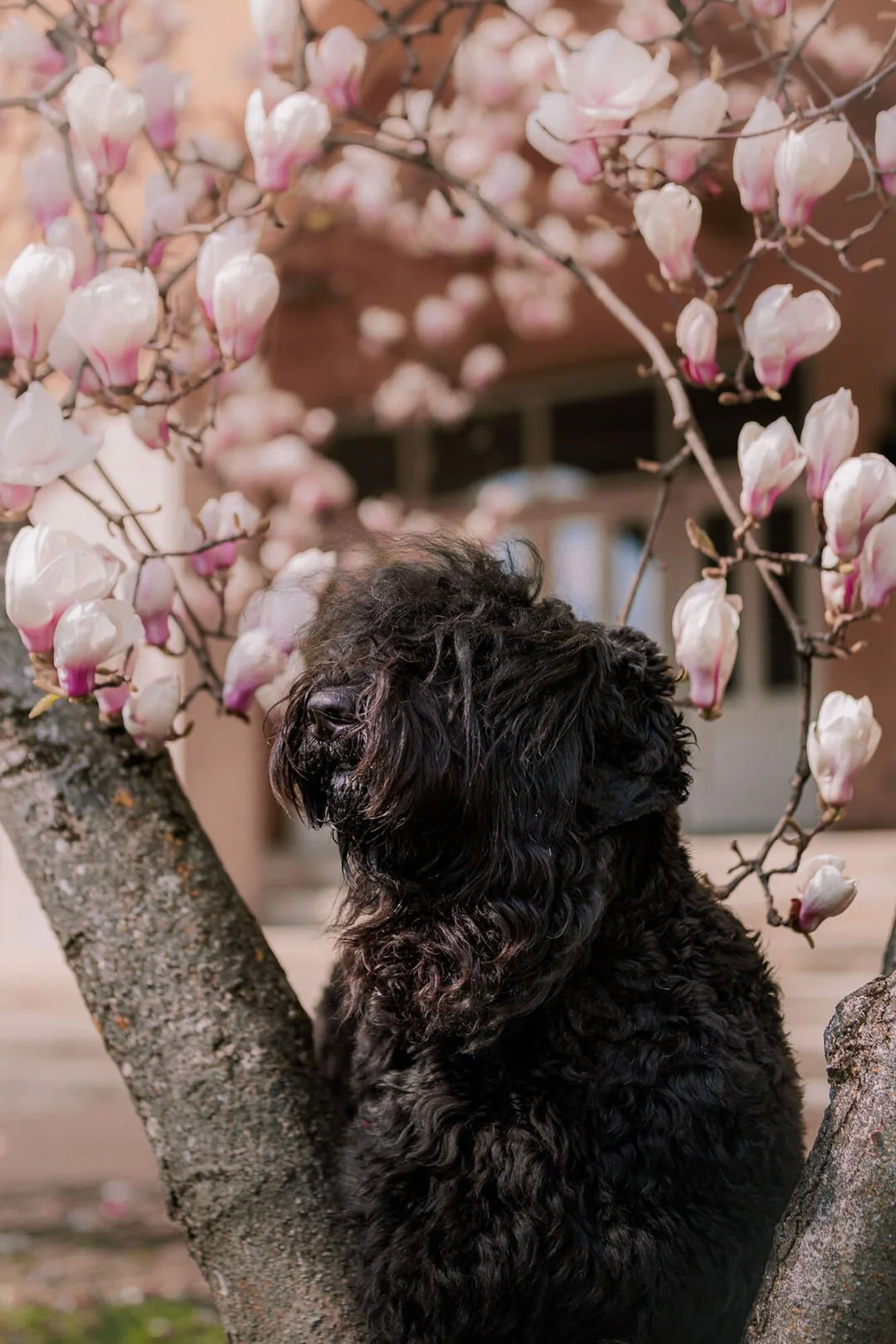 A black Russian Terrier dog sitting on a tree branch surrounded by blooming pink and white magnolia flowers.