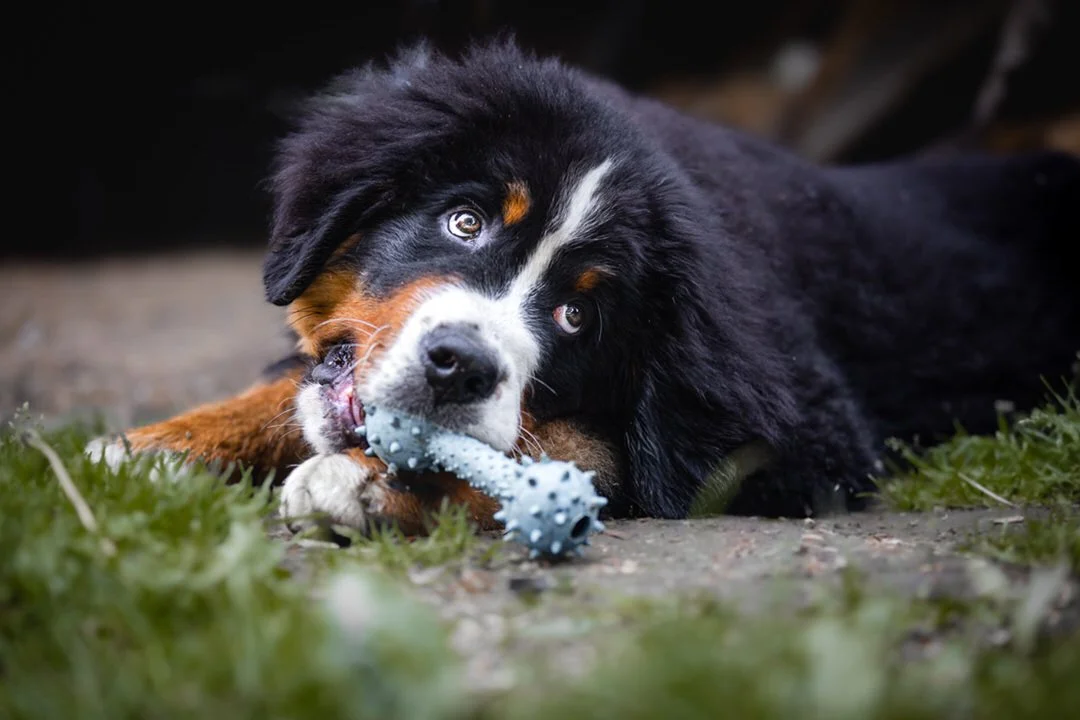 A bernese mountain dog puppy with black, white, and brown fur lying on the ground chewing a blue rubber toy.
