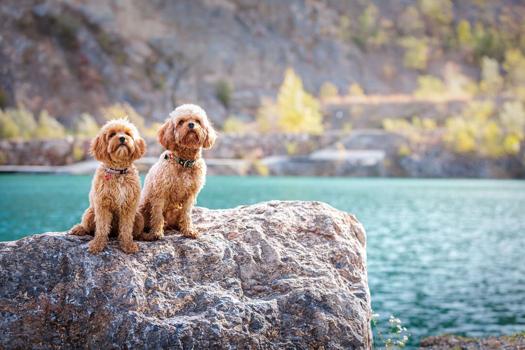 Two small dogs with curly fur sitting on a large rock near a lake, with trees and hills in the background at the Hercegovac lake in Orahovica, croatia