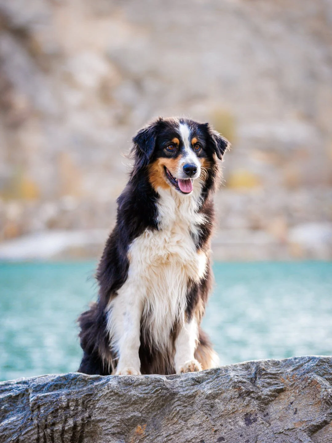 A happy Australian Shepherd dog sitting on a large rock near a body of water with a blurred stone wall in the background.