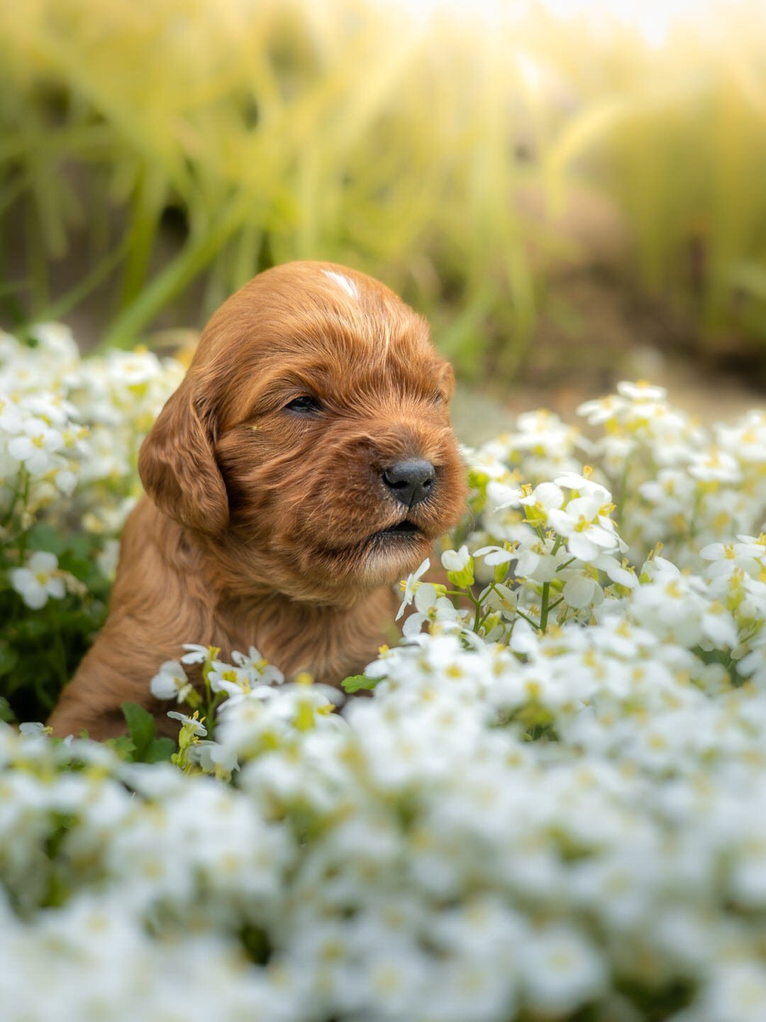 A cute brown puppy with wavy fur lying among white flowers in a garden, with soft sunlight shining in the background.