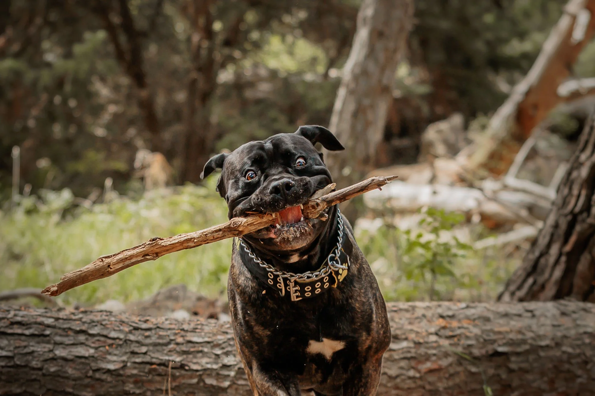 Black brindle cane corso dog with a chain collar playing with a large stick in a forested area on Krk Island Croatia