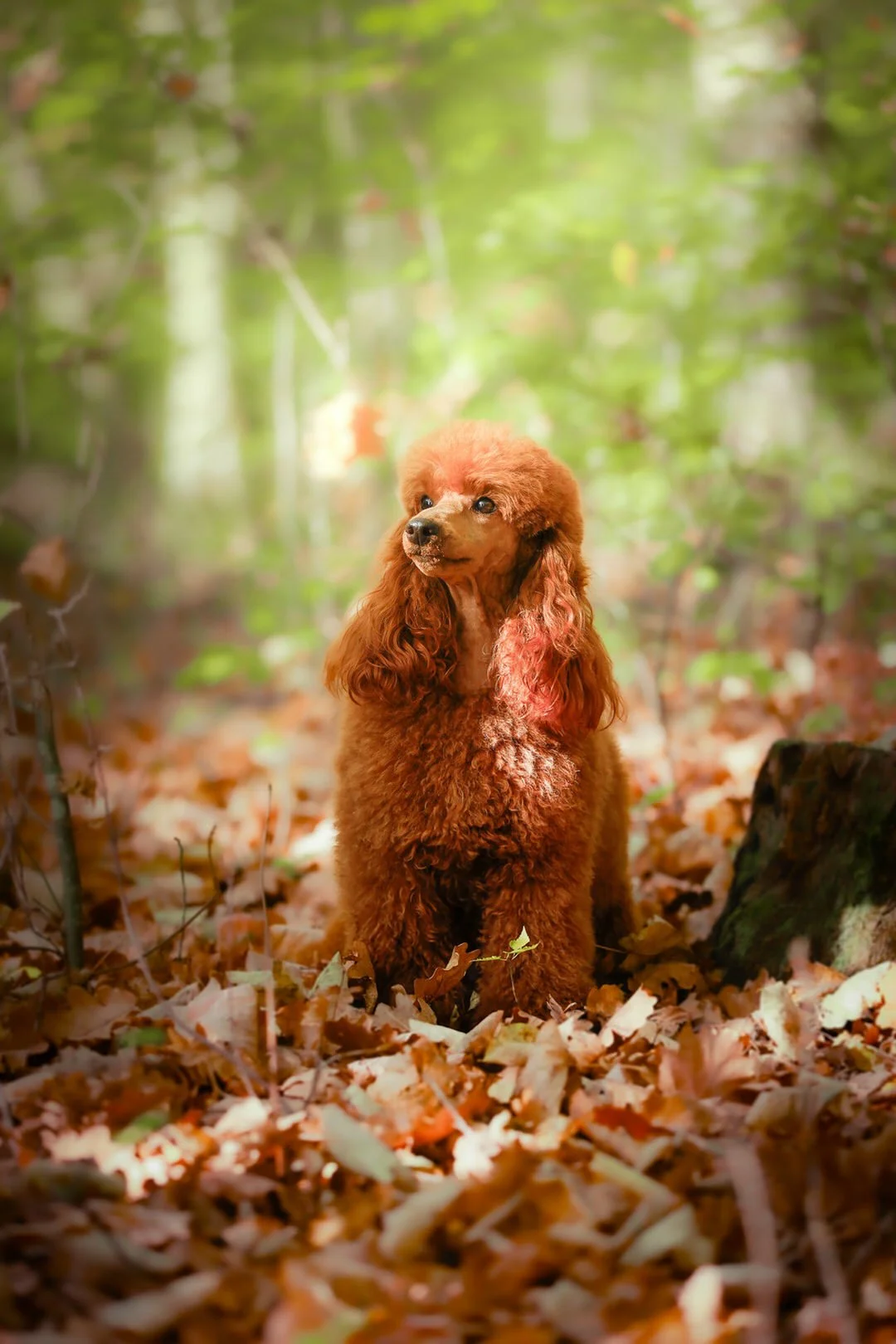 A brown poodle sitting on a forest floor covered with fallen leaves, with a background of green trees and sunlight.