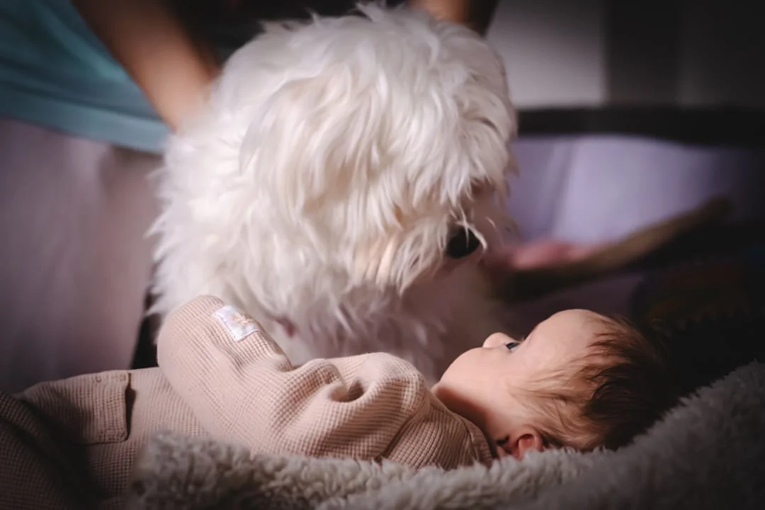 A small child lying on a soft blanket or bed, looking up at a fluffy white dog with long fur.