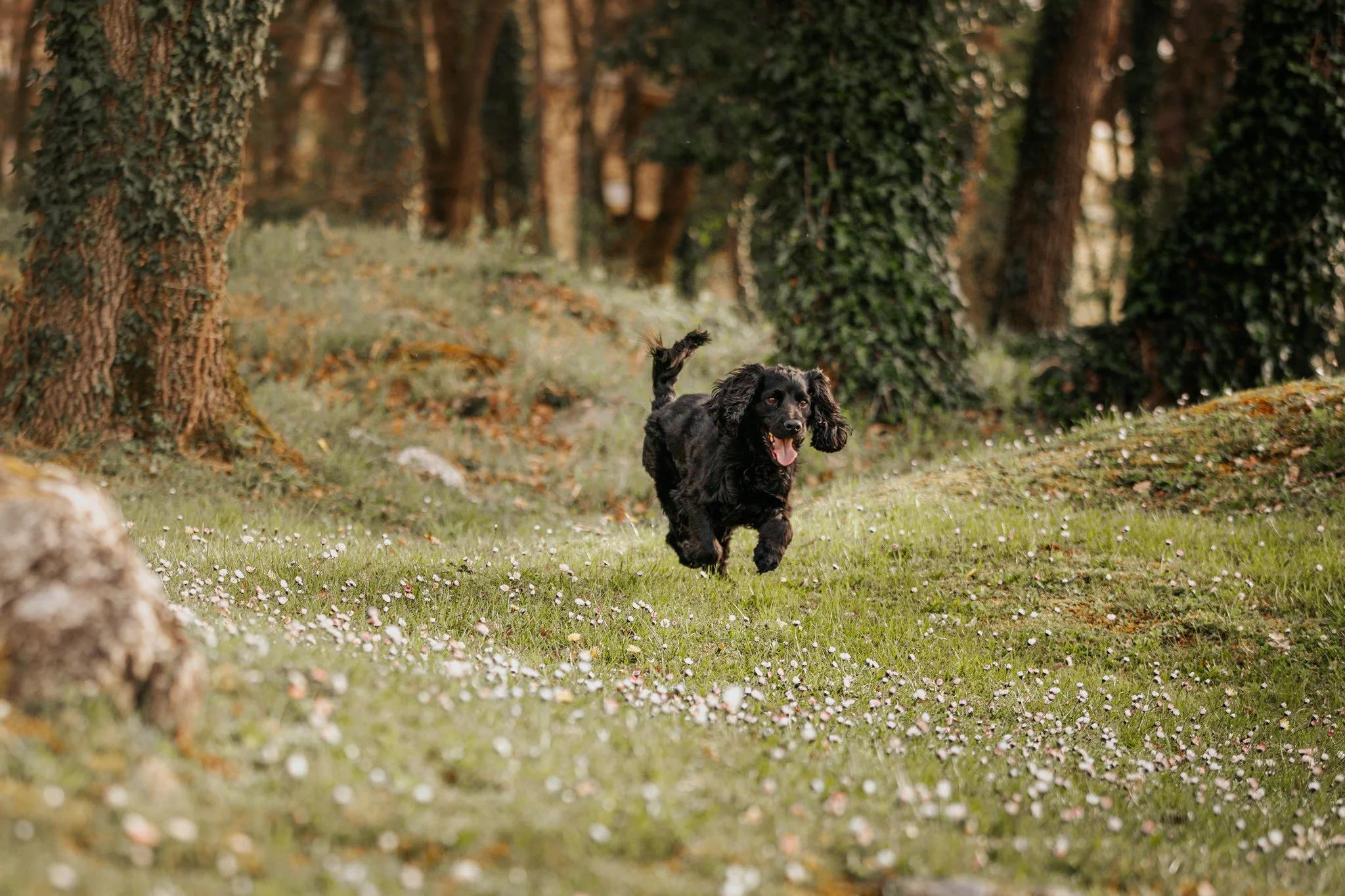 A black dog with long ears running through a grassy forest area with tall trees and green foliage in Umag, Istria, Croatia.