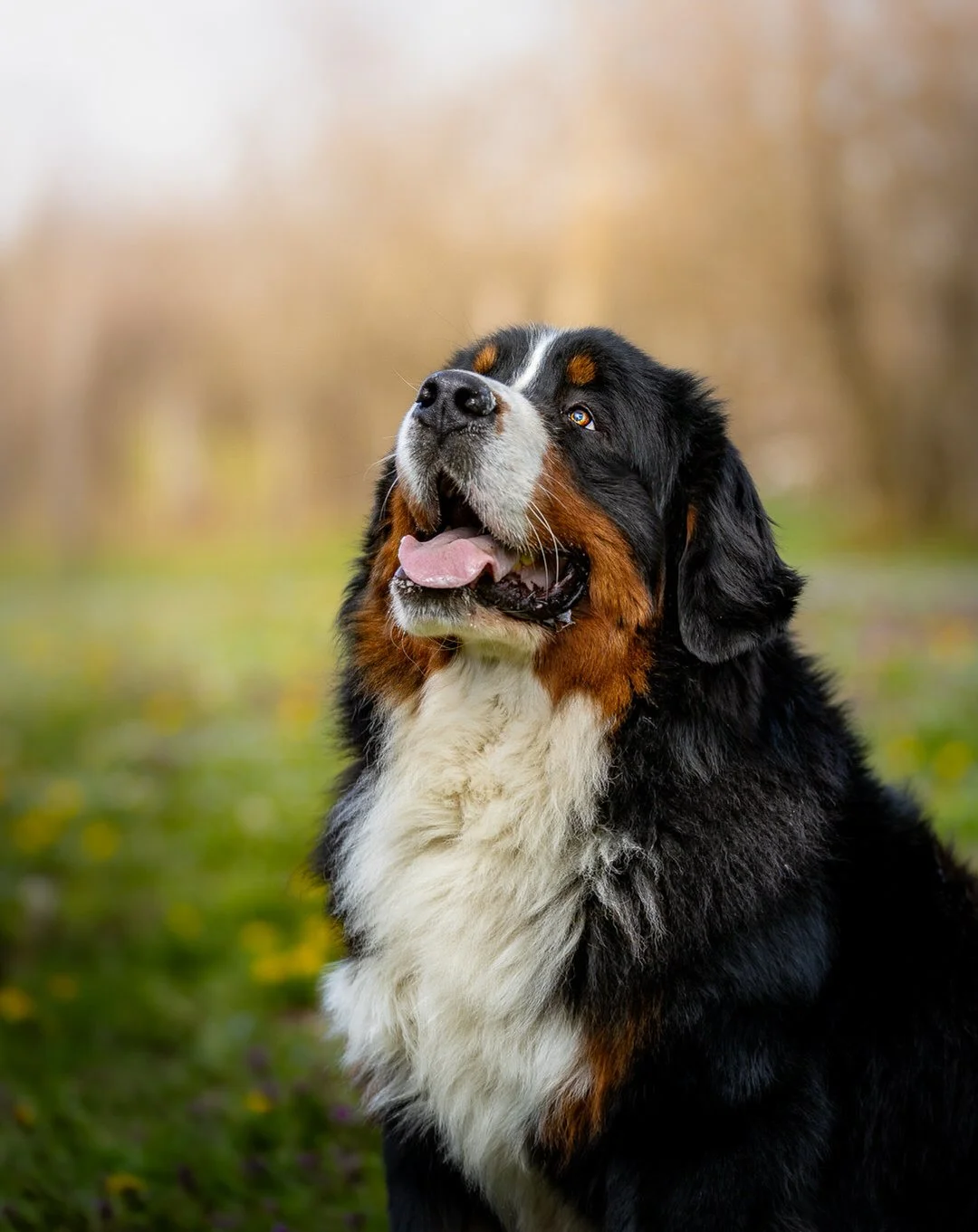 Close-up of a Bernese Mountain Dog looking upward with a blurred natural background.