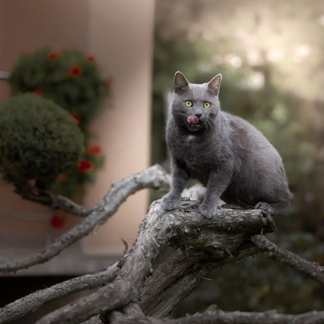 A gray cat with yellow eyes and pink tongue licking its nose, sitting on a tree branch in an outdoor setting with blurred green foliage in the background.