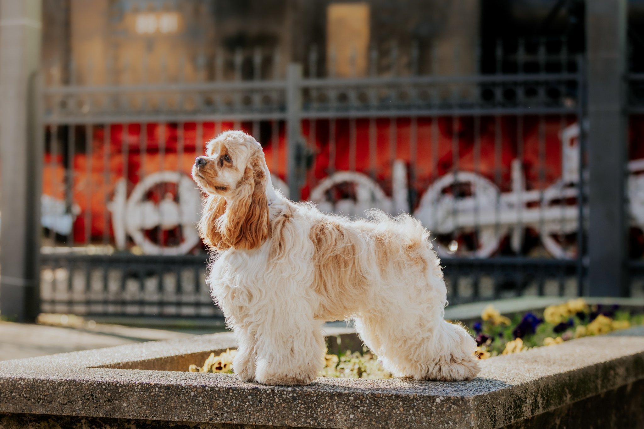 An adorable light brown and white American Cocker Spaniel puppy standing on a concrete step outdoors, with a metal fence and a red building in the background, during daylight.