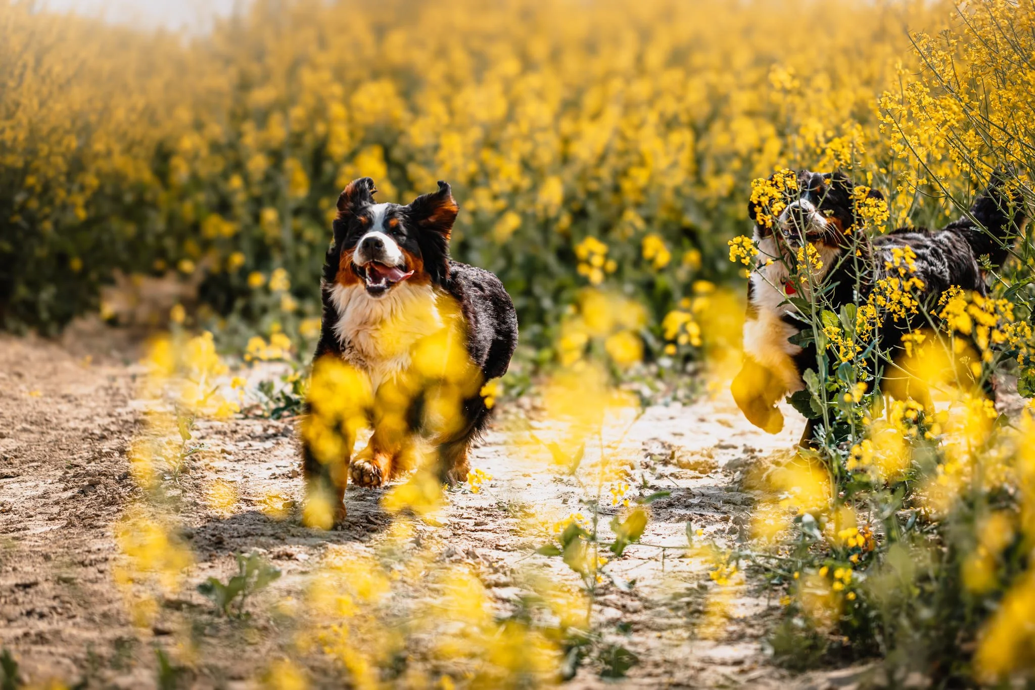 Two bernese mountain dogs running through a yellow flowered field.