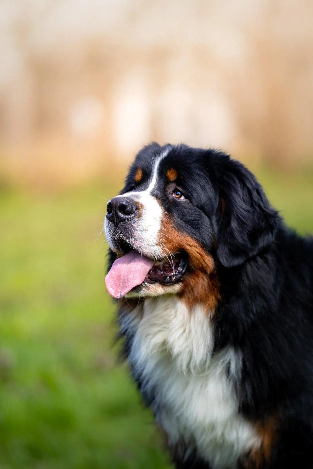 A Bernese Mountain Dog outdoors with its tongue hanging out, black and brown fur, and a white chest, in a grassy area with a blurred background.