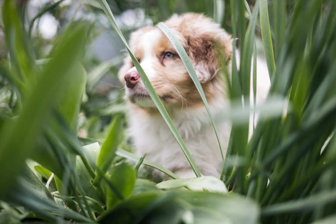 A cute australian shepherd puppy with blue eyes and white and brown fur lying among tall green grass and plants.