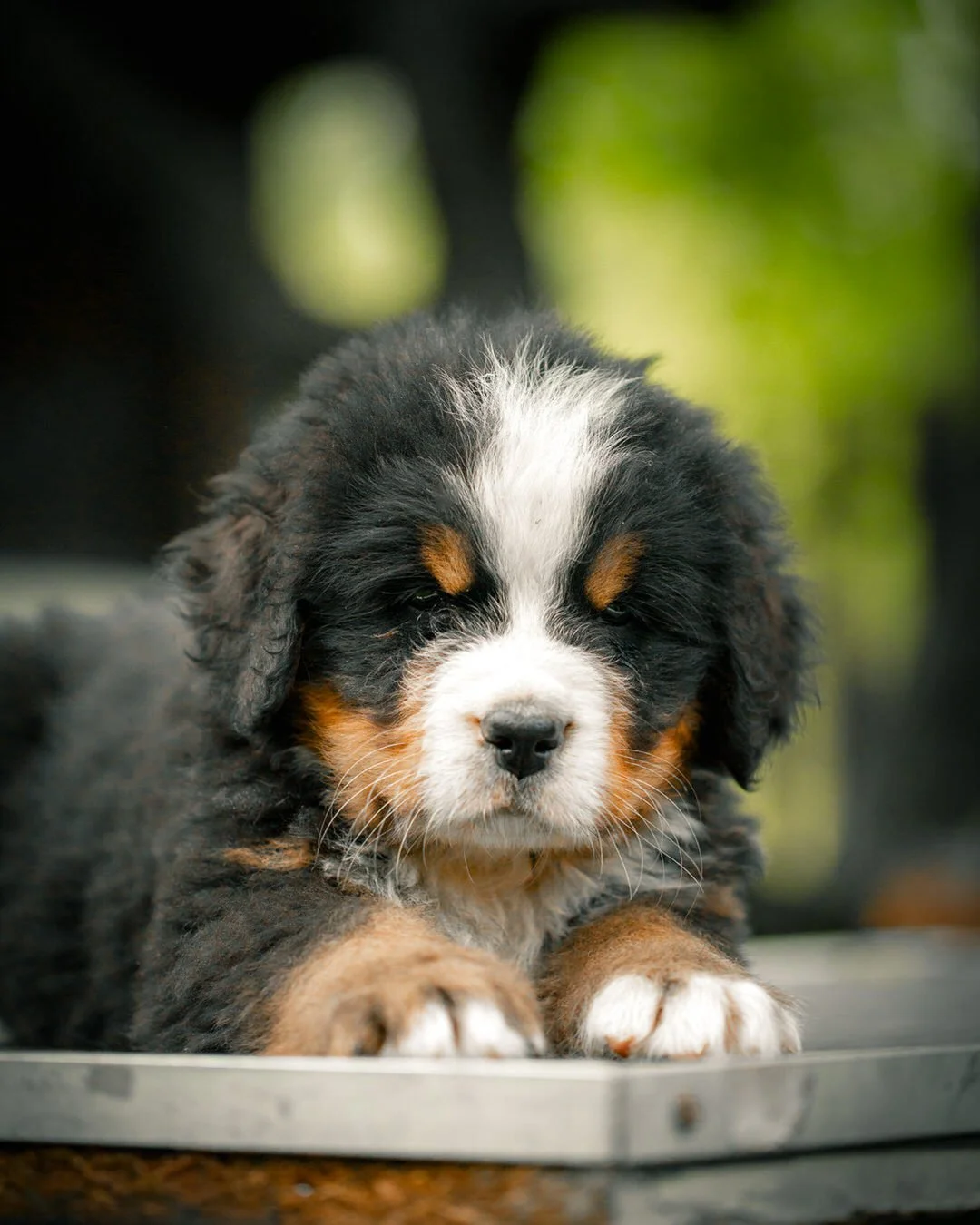 Adorable Bernese Mountain Dog puppy with black, white, and brown fur laying down outdoors on a metal surface with blurred green background.