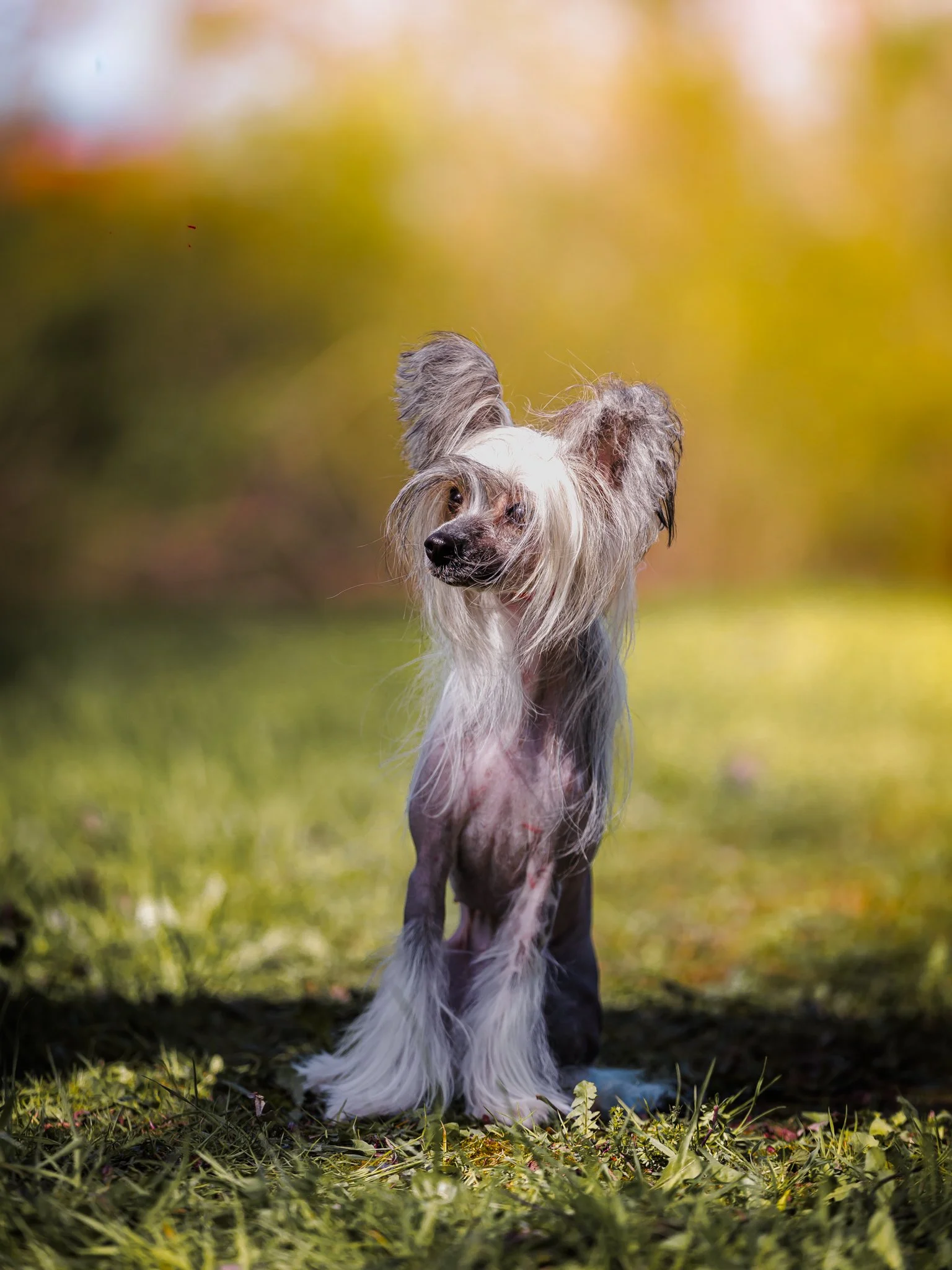 A Chinese Crested dog standing outdoors on the grass with a blurred background of autumn trees.