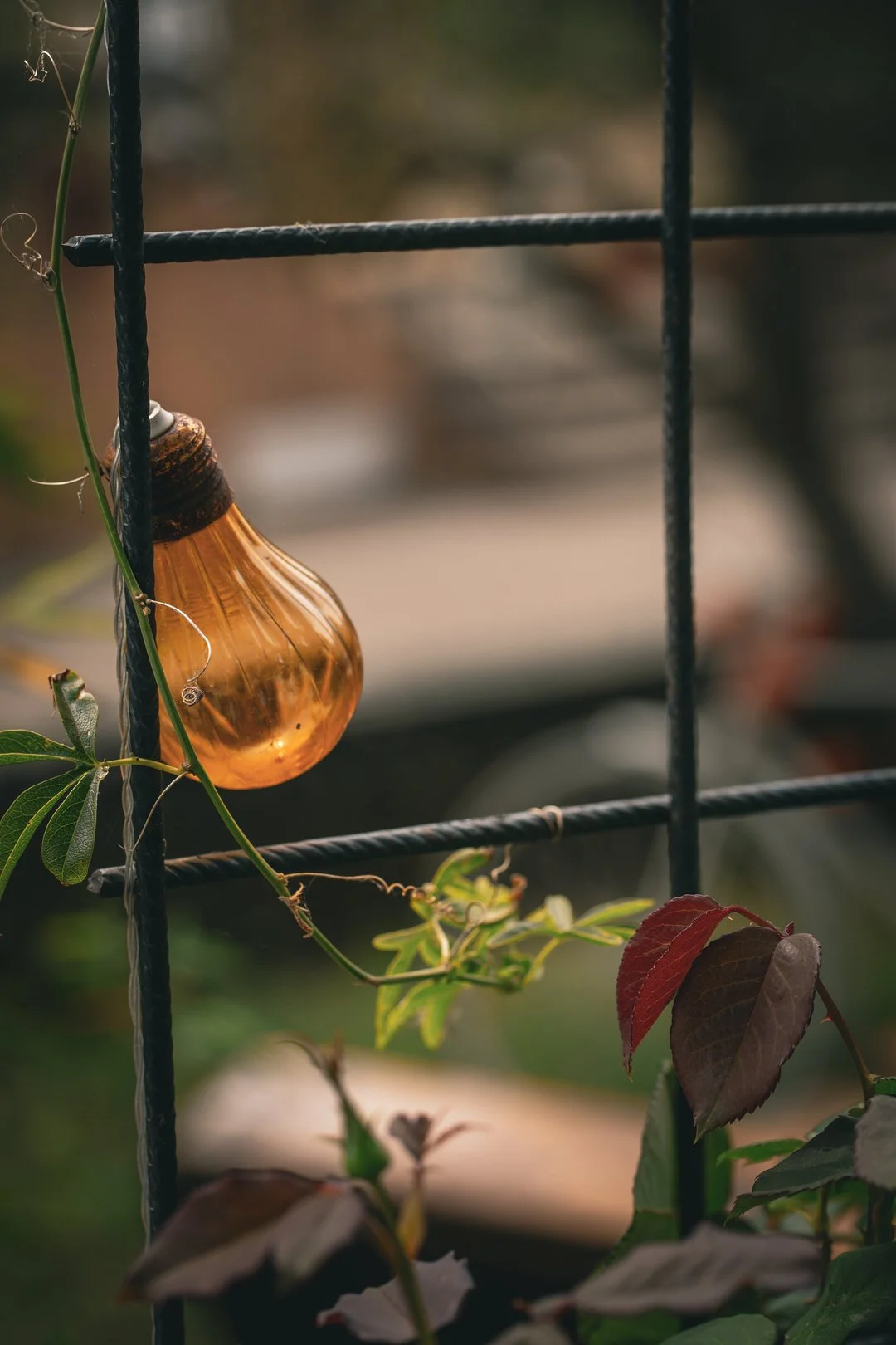 An outdoor scene with a vintage-style, lightbulb-shaped amber glass lamp hanging on a black metal fence, climbing green vines and leaves, some red-tinted, in the foreground, with blurred background.